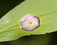 Gall Midge - Asteromyia carbonifera Females lay eggs on the underside of goldenrod leaves (Solidago sp.). The development from egg to adult takes 4-5 weeks, and there are several generations per year.<br />
<br />
The galls are flat and circular. They contain a symbiotic fungus, Botryosphaeria dothidea, which the larvae does not eat. The fungus confers some protection against parasitoid wasps. The females carry spores of the fungus.<br />
<br />
Habitat: On goldenrod<br />
https://www.jungledragon.com/image/88755/gall_midge_-_asteromyia_carbonifera.html<br />
 Asteromyia carbonifera,Geotagged,Summer,United States