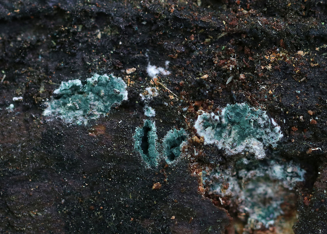 Trichoderma sp. Habitat: Rotting wood, probably hardwood Geotagged,Summer,Trichoderma,United States