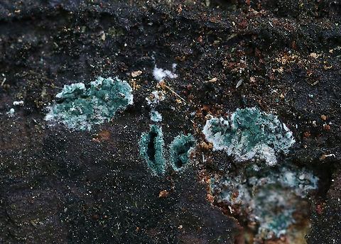 Trichoderma sp. Habitat: Rotting wood, probably hardwood Geotagged,Summer,Trichoderma,United States