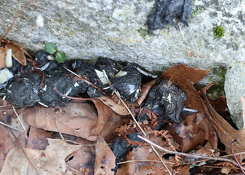 Fisher (Martes pennanti) Scat This scat  contained bones, quills, hair, and porcupine feet (bumpy skin to the right). It was tubular, somewhat twisted, and had tapered ends. This section was about 3.5-4 inches long and ~1 inch diameter. It was deposited partly on and partly off of a rock near the edge of a pond.
I found it particularly interesting because of the porcupine feet and quills! 
Habitat: Deciduous forest Geotagged,Martes pennanti,United States,Winter,fisher scat,scat,signs of wildlife