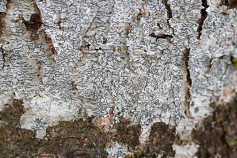 Script Lichen- Graphis scripta Habitat: Hardwood tree in a mixed forest Geotagged,Graphis scripta,United States,Winter,graphis,lichen,script lichen