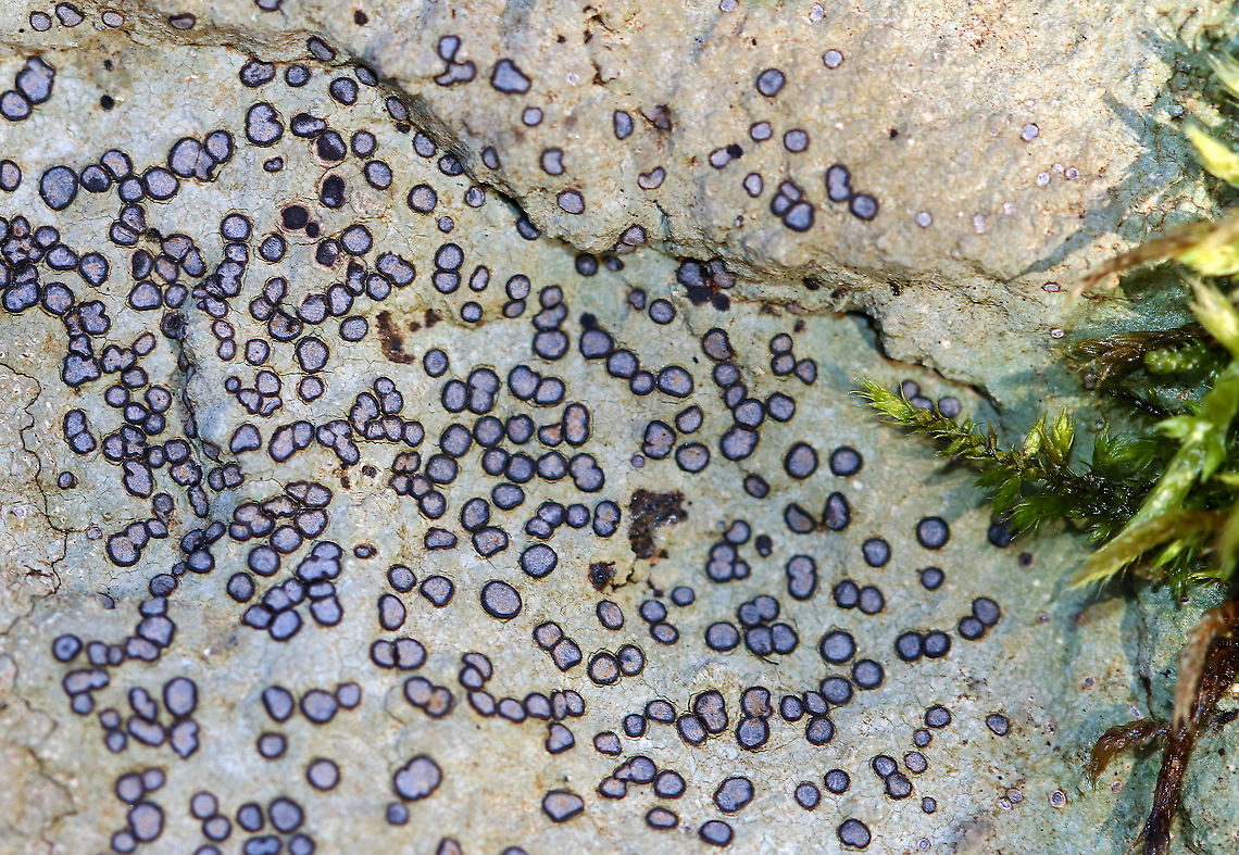 Smoky-eye Boulder Lichen - Porpidia albocaerulescens I love it when it has a purplish hue, which I frequently see after rain.<br />
<br />
Habitat: Growing on rock in a mixed forest Geotagged,Porpidia albocaerulescens,Smokey-eyed Boulder Lichen,United States,Winter,lichen,porpidia