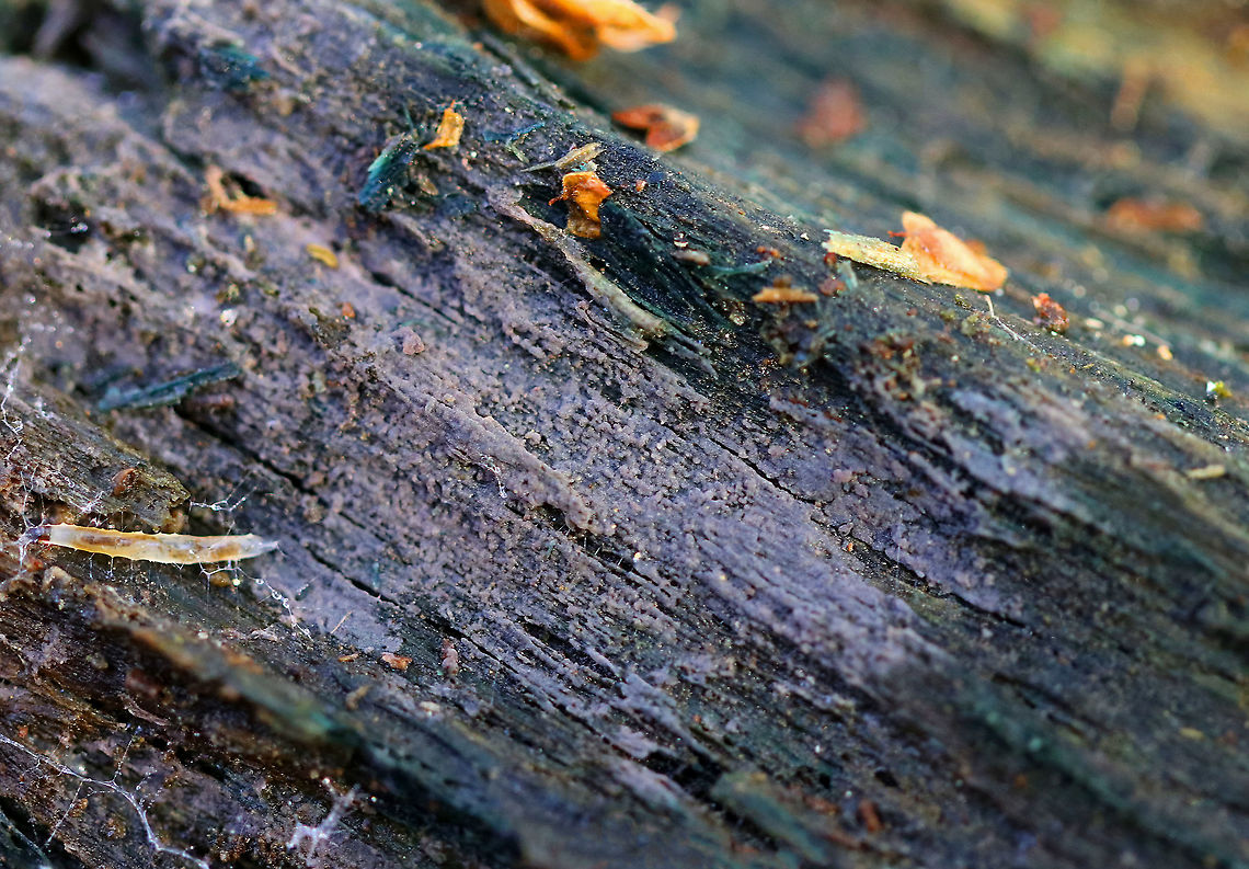 Unknown Crust Fungus I picked up this chunk of really wet, rotting wood because it was blue (from Chlorociboria sp.), and when I turned it over, I found it to be covered with a purple crust fungus. I have no idea what it is.<br />
<br />
Habitat: Rotting wood (probably a conifer) in a mixed forest Geotagged,United States,Winter,chlorociboria,crust fungus,fungus