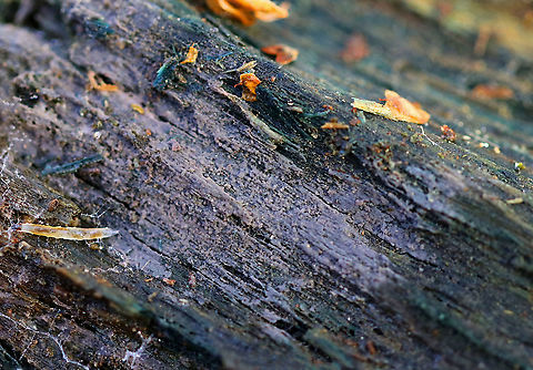 Unknown Crust Fungus I picked up this chunk of really wet, rotting wood because it was blue (from Chlorociboria sp.), and when I turned it over, I found it to be covered with a purple crust fungus. I have no idea what it is.

Habitat: Rotting wood (probably a conifer) in a mixed forest Geotagged,United States,Winter,chlorociboria,crust fungus,fungus