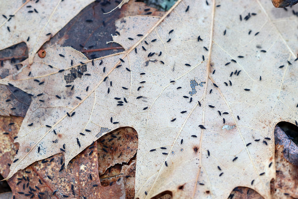 Snow Fleas - Hypogastrura nivicola I was hiking when I thought it had started to drizzle. I stopped and looked around to realize that everything was covered in tiny, blue springtails that were bouncing around, creating the sound of rain.<br />
<br />
Habitat: Deciduous forest Geotagged,Hypogastrura nivicola,Snow flea,United States,Winter,blue springtail,springtail