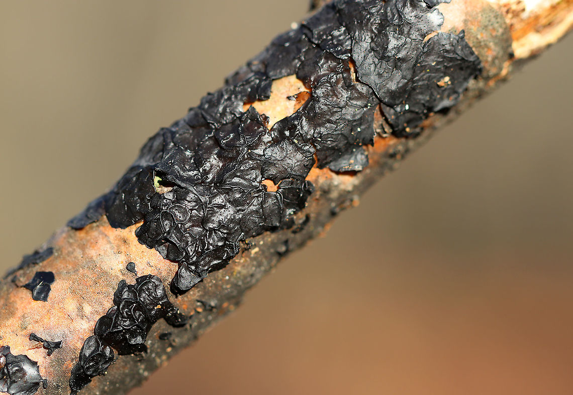 Witches' Butter - Exidia nigricans Black, gelatinous fruiting bodies that were button-shaped and 1-2 cm across. The fruiting bodies grew in clusters some had coalesced to form irregular masses that resembled blobs of jelly.<br />
<br />
Habitat: Hardwood  Exidia nigricans,Geotagged,United States,Winter,exidia