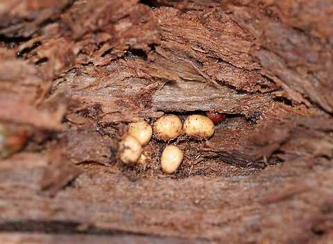 Unidentified Eggs I found a bunch of these eggs in some very rotten wood. The eggs were about 5 mm long and were hard - in fact, I wondered if they might be seeds at first. I took a couple home and cracked one open under my digital scope to examine the larva. It was off-white, squishy (ha!), and had little, pinching mouthparts (see video).

Habitat: Deciduous forest
https://www.jungledragon.com/image/88847/unidentified_larva_from_egg.html
https://www.jungledragon.com/image/88846/unidentified_egg.html
https://www.jungledragon.com/image/88845/unidentified_egg.html
https://vimeo.com/384793063 Geotagged,United States,Winter,eggs