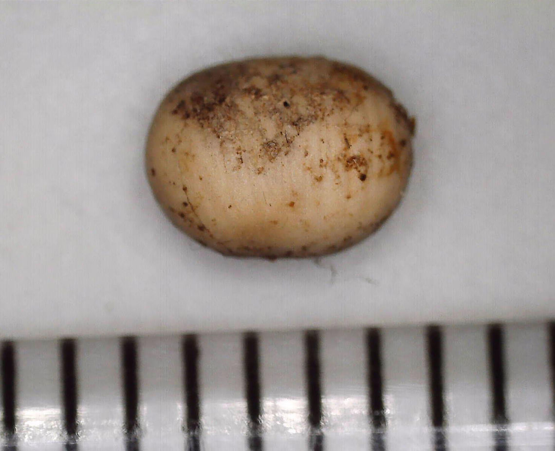 Unidentified Egg I found a bunch of these eggs in some very rotten wood. The eggs were about 5 mm long and were hard - in fact, I wondered if they might be seeds at first. I took a couple home and cracked one open under my digital scope to examine the larva. It was off-white, squishy (ha!), and had little, pinching mouthparts (see video).<br />
<br />
Habitat: Deciduous forest<br />
<figure class="photo"><a href="https://www.jungledragon.com/image/88846/unidentified_egg.html" title="Unidentified Egg"><img src="https://s3.amazonaws.com/media.jungledragon.com/images/3232/88846_thumb.jpg?AWSAccessKeyId=05GMT0V3GWVNE7GGM1R2&Expires=1769040010&Signature=mlC3mKpHBpoJ9X8%2BJjRCnCe7cjM%3D" width="200" height="152" alt="Unidentified Egg I found a bunch of these eggs in some very rotten wood. The eggs were about 5 mm long and were hard - in fact, I wondered if they might be seeds at first. I took a couple home and cracked one open under my digital scope to examine the larva. It was off-white, squishy (ha!), and had little, pinching mouthparts (see video).<br />
<br />
Habitat: Deciduous forest<br />
https://www.jungledragon.com/image/88844/unidentified_eggs.html<br />
https://www.jungledragon.com/image/88845/unidentified_egg.html<br />
https://www.jungledragon.com/image/88847/unidentified_larva_from_egg.html<br />
https://vimeo.com/384793063 Geotagged,United States,egg" /></a></figure><br />
<figure class="photo"><a href="https://www.jungledragon.com/image/88844/unidentified_eggs.html" title="Unidentified Eggs"><img src="https://s3.amazonaws.com/media.jungledragon.com/images/3232/88844_thumb.jpg?AWSAccessKeyId=05GMT0V3GWVNE7GGM1R2&Expires=1769040010&Signature=ia%2FLu439xuf5qXgpXu5bBiwrFlA%3D" width="200" height="148" alt="Unidentified Eggs I found a bunch of these eggs in some very rotten wood. The eggs were about 5 mm long and were hard - in fact, I wondered if they might be seeds at first. I took a couple home and cracked one open under my digital scope to examine the larva. It was off-white, squishy (ha!), and had little, pinching mouthparts (see video).<br />
<br />
Habitat: Deciduous forest<br />
https://www.jungledragon.com/image/88847/unidentified_larva_from_egg.html<br />
https://www.jungledragon.com/image/88846/unidentified_egg.html<br />
https://www.jungledragon.com/image/88845/unidentified_egg.html<br />
https://vimeo.com/384793063 Geotagged,United States,Winter,eggs" /></a></figure><br />
<figure class="photo"><a href="https://www.jungledragon.com/image/88847/unidentified_larva_from_egg_-_curculionidae.html" title="Unidentified Larva (from egg) - Curculionidae?"><img src="https://s3.amazonaws.com/media.jungledragon.com/images/3232/88847_thumb.jpg?AWSAccessKeyId=05GMT0V3GWVNE7GGM1R2&Expires=1769040010&Signature=iOSDpofBRhTTT6%2FrgEL9y76gHC0%3D" width="200" height="156" alt="Unidentified Larva (from egg) - Curculionidae? I found a bunch of eggs in some very rotten wood....This photo shows the larva from one of the eggs.<br />
<br />
The eggs were about 5 mm long and were hard - in fact, I wondered if they might be seeds at first. I took a couple home and cracked one open under my digital scope to examine the larva. It was off-white, squishy (ha!), and had little, pinching mouthparts (see video).<br />
<br />
Habitat: Deciduous forest<br />
https://www.jungledragon.com/image/88844/unidentified_eggs.html<br />
https://www.jungledragon.com/image/88846/unidentified_egg.html<br />
https://www.jungledragon.com/image/88845/unidentified_egg.html<br />
<br />
https://vimeo.com/384793063 Curculionidae,Geotagged,United States,larva" /></a></figure><br />
<br />
<section class="video"><iframe width="448" height="252" src="https://player.vimeo.com/video/384793063?title=0&byline=0&portrait=0" frameborder="0"></iframe></section> Geotagged,United States,egg