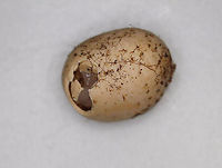 Unidentified Egg I found a bunch of these eggs in some very rotten wood. The eggs were about 5 mm long and were hard - in fact, I wondered if they might be seeds at first. I took a couple home and cracked one open under my digital scope to examine the larva. It was off-white, squishy (ha!), and had little, pinching mouthparts (see video).<br />
<br />
Habitat: Deciduous forest<br />
https://www.jungledragon.com/image/88844/unidentified_eggs.html<br />
https://www.jungledragon.com/image/88845/unidentified_egg.html<br />
https://www.jungledragon.com/image/88847/unidentified_larva_from_egg.html<br />
https://vimeo.com/384793063 Geotagged,United States,egg