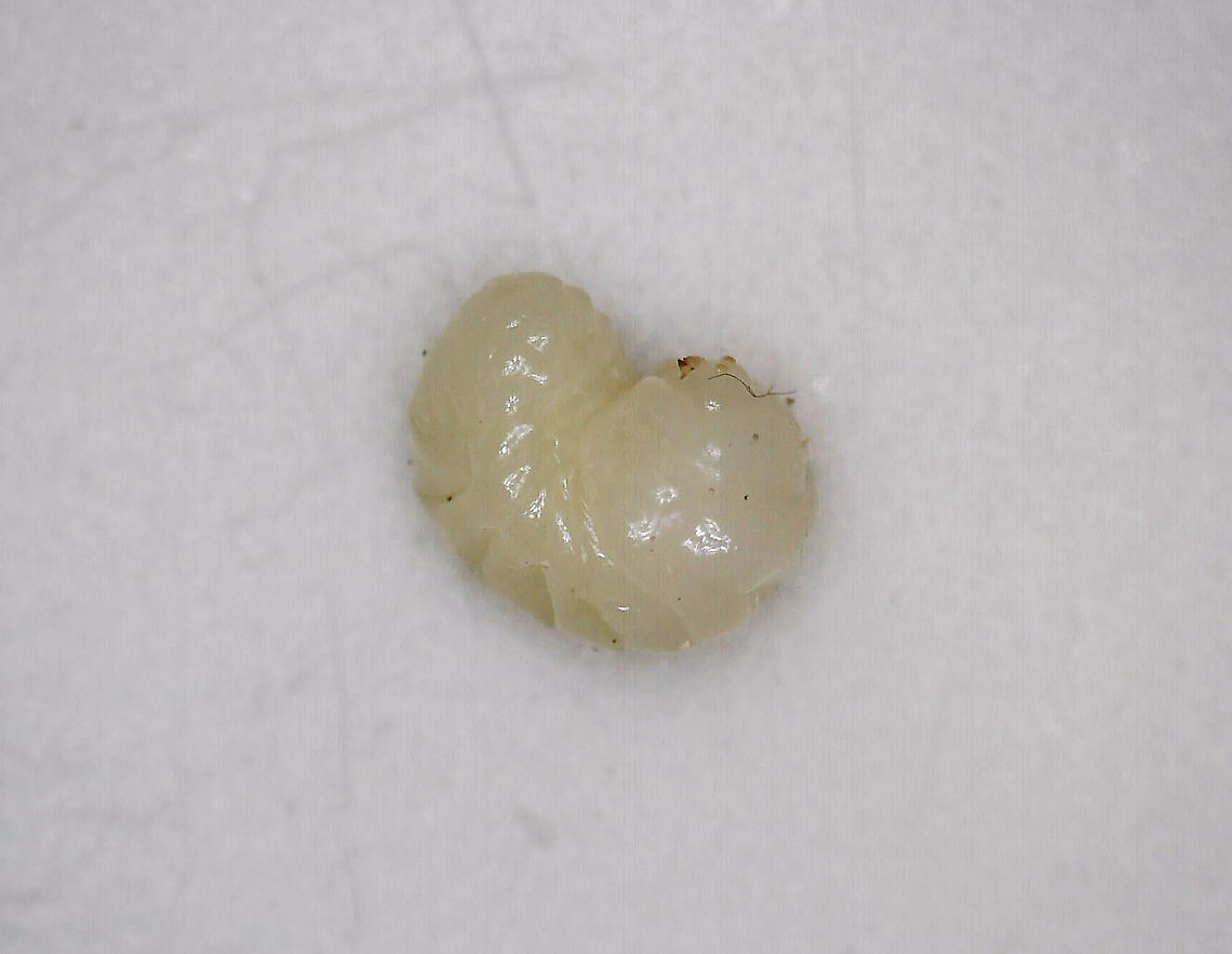 Unidentified Larva (from egg) - Curculionidae? I found a bunch of eggs in some very rotten wood....This photo shows the larva from one of the eggs.<br />
<br />
The eggs were about 5 mm long and were hard - in fact, I wondered if they might be seeds at first. I took a couple home and cracked one open under my digital scope to examine the larva. It was off-white, squishy (ha!), and had little, pinching mouthparts (see video).<br />
<br />
Habitat: Deciduous forest<br />
<figure class="photo"><a href="https://www.jungledragon.com/image/88844/unidentified_eggs.html" title="Unidentified Eggs"><img src="https://s3.amazonaws.com/media.jungledragon.com/images/3232/88844_thumb.jpg?AWSAccessKeyId=05GMT0V3GWVNE7GGM1R2&Expires=1759968010&Signature=lWUSO2ysX0H3WblJ8aL8X2VSeKY%3D" width="200" height="148" alt="Unidentified Eggs I found a bunch of these eggs in some very rotten wood. The eggs were about 5 mm long and were hard - in fact, I wondered if they might be seeds at first. I took a couple home and cracked one open under my digital scope to examine the larva. It was off-white, squishy (ha!), and had little, pinching mouthparts (see video).<br />
<br />
Habitat: Deciduous forest<br />
https://www.jungledragon.com/image/88847/unidentified_larva_from_egg.html<br />
https://www.jungledragon.com/image/88846/unidentified_egg.html<br />
https://www.jungledragon.com/image/88845/unidentified_egg.html<br />
https://vimeo.com/384793063 Geotagged,United States,Winter,eggs" /></a></figure><br />
<figure class="photo"><a href="https://www.jungledragon.com/image/88846/unidentified_egg.html" title="Unidentified Egg"><img src="https://s3.amazonaws.com/media.jungledragon.com/images/3232/88846_thumb.jpg?AWSAccessKeyId=05GMT0V3GWVNE7GGM1R2&Expires=1759968010&Signature=zcREqrsUkkHwlILXSLDeuNST2dM%3D" width="200" height="152" alt="Unidentified Egg I found a bunch of these eggs in some very rotten wood. The eggs were about 5 mm long and were hard - in fact, I wondered if they might be seeds at first. I took a couple home and cracked one open under my digital scope to examine the larva. It was off-white, squishy (ha!), and had little, pinching mouthparts (see video).<br />
<br />
Habitat: Deciduous forest<br />
https://www.jungledragon.com/image/88844/unidentified_eggs.html<br />
https://www.jungledragon.com/image/88845/unidentified_egg.html<br />
https://www.jungledragon.com/image/88847/unidentified_larva_from_egg.html<br />
https://vimeo.com/384793063 Geotagged,United States,egg" /></a></figure><br />
<figure class="photo"><a href="https://www.jungledragon.com/image/88845/unidentified_egg.html" title="Unidentified Egg"><img src="https://s3.amazonaws.com/media.jungledragon.com/images/3232/88845_thumb.jpg?AWSAccessKeyId=05GMT0V3GWVNE7GGM1R2&Expires=1759968010&Signature=zmbQggduUkAA1KkJu%2FtgcAKd5EY%3D" width="200" height="164" alt="Unidentified Egg I found a bunch of these eggs in some very rotten wood. The eggs were about 5 mm long and were hard - in fact, I wondered if they might be seeds at first. I took a couple home and cracked one open under my digital scope to examine the larva. It was off-white, squishy (ha!), and had little, pinching mouthparts (see video).<br />
<br />
Habitat: Deciduous forest<br />
https://www.jungledragon.com/image/88846/unidentified_egg.html<br />
https://www.jungledragon.com/image/88844/unidentified_eggs.html<br />
https://www.jungledragon.com/image/88847/unidentified_larva_from_egg.html<br />
<br />
https://vimeo.com/384793063 Geotagged,United States,egg" /></a></figure><br />
<br />
<section class="video"><iframe width="448" height="252" src="https://player.vimeo.com/video/384793063?title=0&byline=0&portrait=0" frameborder="0"></iframe></section> Curculionidae,Geotagged,United States,larva