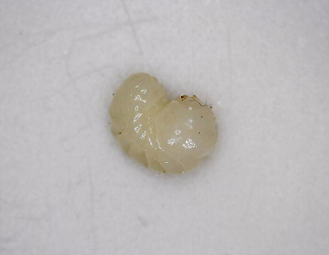Unidentified Larva (from egg) - Curculionidae? I found a bunch of eggs in some very rotten wood....This photo shows the larva from one of the eggs.

The eggs were about 5 mm long and were hard - in fact, I wondered if they might be seeds at first. I took a couple home and cracked one open under my digital scope to examine the larva. It was off-white, squishy (ha!), and had little, pinching mouthparts (see video).

Habitat: Deciduous forest
https://www.jungledragon.com/image/88844/unidentified_eggs.html
https://www.jungledragon.com/image/88846/unidentified_egg.html
https://www.jungledragon.com/image/88845/unidentified_egg.html

https://vimeo.com/384793063 Curculionidae,Geotagged,United States,larva