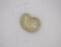 Unidentified Larva (from egg) - Curculionidae? I found a bunch of eggs in some very rotten wood....This photo shows the larva from one of the eggs.<br />
<br />
The eggs were about 5 mm long and were hard - in fact, I wondered if they might be seeds at first. I took a couple home and cracked one open under my digital scope to examine the larva. It was off-white, squishy (ha!), and had little, pinching mouthparts (see video).<br />
<br />
Habitat: Deciduous forest<br />
https://www.jungledragon.com/image/88844/unidentified_eggs.html<br />
https://www.jungledragon.com/image/88846/unidentified_egg.html<br />
https://www.jungledragon.com/image/88845/unidentified_egg.html<br />
<br />
https://vimeo.com/384793063 Curculionidae,Geotagged,United States,larva