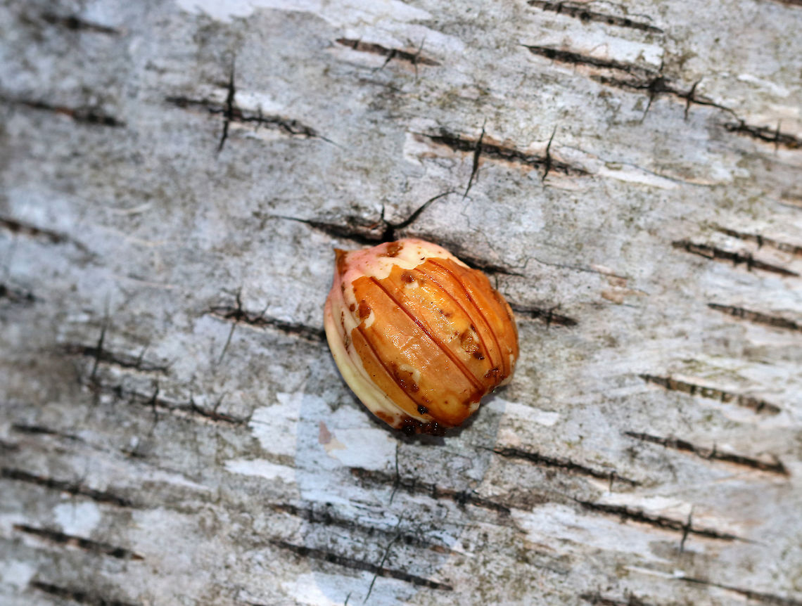 Acorn - Quercus sp. Acorns are a great source of fat, starch, and protein for animals. They are a fantastic winter food source. Lots of animals eat them - deer, chipmunks, fisher, bear, squirrels, porcupines, mice, etc. You can sometimes guess who ate the acorn by the size and shape of the hole in the shell. But, in this case, half of the acorn meat had been completely removed from the shell and left on the ground, intact. It was fresh (not shriveled). My guess is that it was left by a gray squirrel (Sciurus carolinensis) as they tend to peel strips off the shell in order to get to the meat inside. Also, I found this acorn on the ground, and gray squirrels often eat on the ground in comparison to chipmunks, which prefer to perch and mice, who tend to drag their food under cover before eating.<br />
<br />
*Disclaimer: I found this acorn on the ground and moved it to a birch log for the photo because it provided a nice contrast<br />
<br />
Habitat: Deciduous forest Geotagged,United States,Winter,acorn,quercus,signs of wildlife