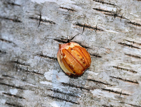 Acorn - Quercus sp. Acorns are a great source of fat, starch, and protein for animals. They are a fantastic winter food source. Lots of animals eat them - deer, chipmunks, fisher, bear, squirrels, porcupines, mice, etc. You can sometimes guess who ate the acorn by the size and shape of the hole in the shell. But, in this case, half of the acorn meat had been completely removed from the shell and left on the ground, intact. It was fresh (not shriveled). My guess is that it was left by a gray squirrel (Sciurus carolinensis) as they tend to peel strips off the shell in order to get to the meat inside. Also, I found this acorn on the ground, and gray squirrels often eat on the ground in comparison to chipmunks, which prefer to perch and mice, who tend to drag their food under cover before eating.
*Disclaimer: I found this acorn on the ground and moved it to a birch log for the photo because it provided a nice contrast
Habitat: Deciduous forest Geotagged,United States,Winter,acorn,quercus,signs of wildlife