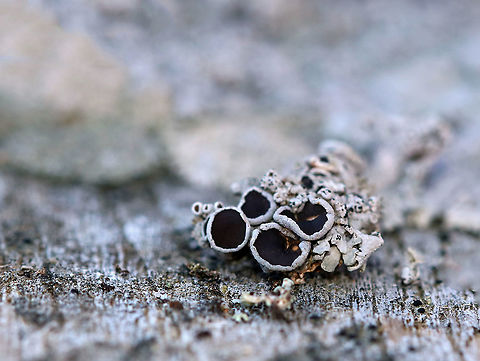 Starry Rosette Lichen - Physcia stellaris Foliose, gray lichen with black apothecia. The apothecia were about 1-2 mm in diameter.

Habitat: Growing on an old, wooden bench next to a pond Geotagged,Physcia stellaris,Starry Rosette Lichen,United States,Winter,lichen,physica,physica stellaris