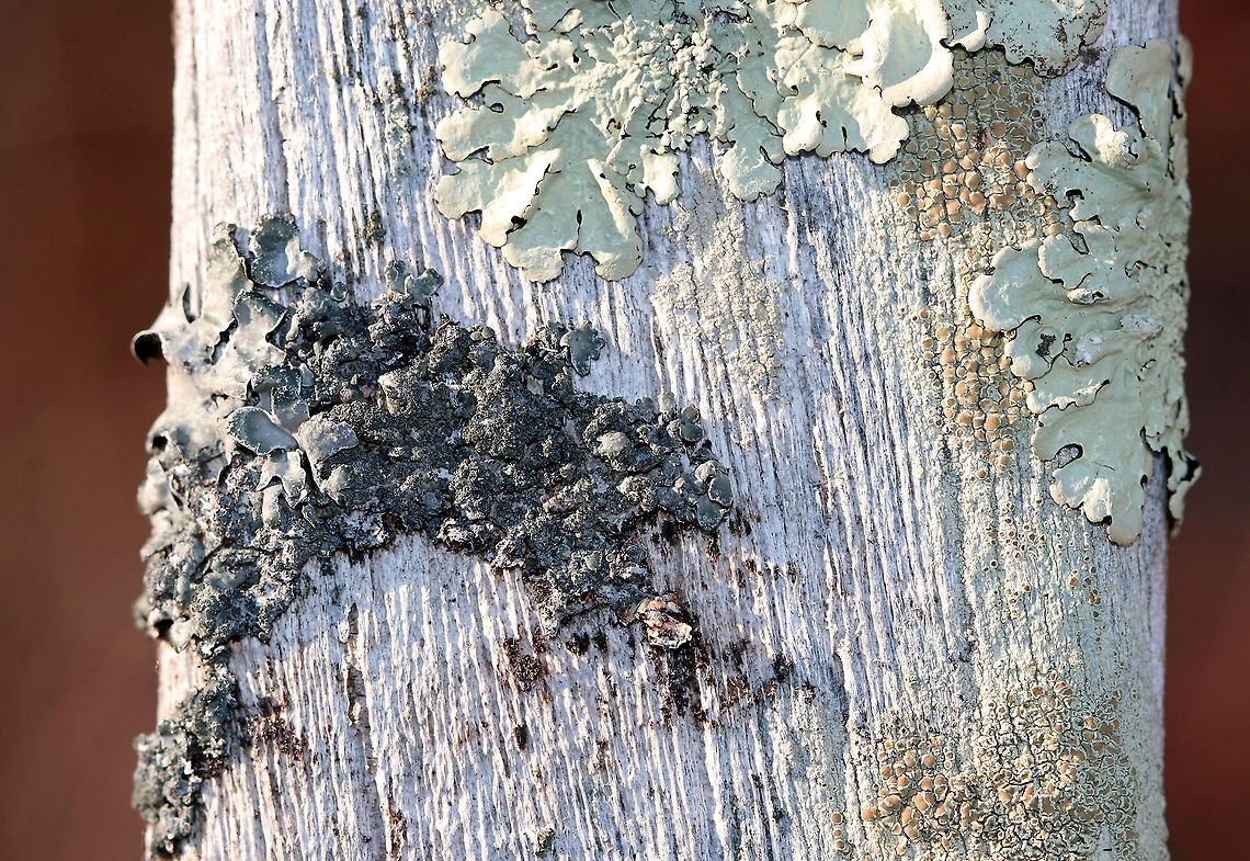 Lichen-encrusted Bench This bench had many different kinds of lichen growing on it. Unfortunately, the sun was shining right on it, and the colors didn't come out accurately.<br />
<br />
Habitat: Pondside Geotagged,United States,Winter,lichen