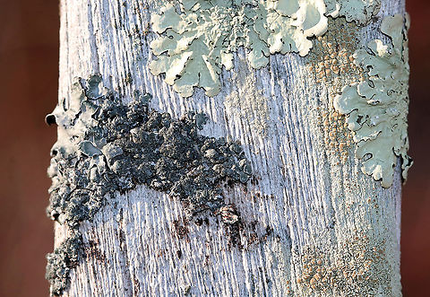 Lichen-encrusted Bench This bench had many different kinds of lichen growing on it. Unfortunately, the sun was shining right on it, and the colors didn't come out accurately.

Habitat: Pondside Geotagged,United States,Winter,lichen