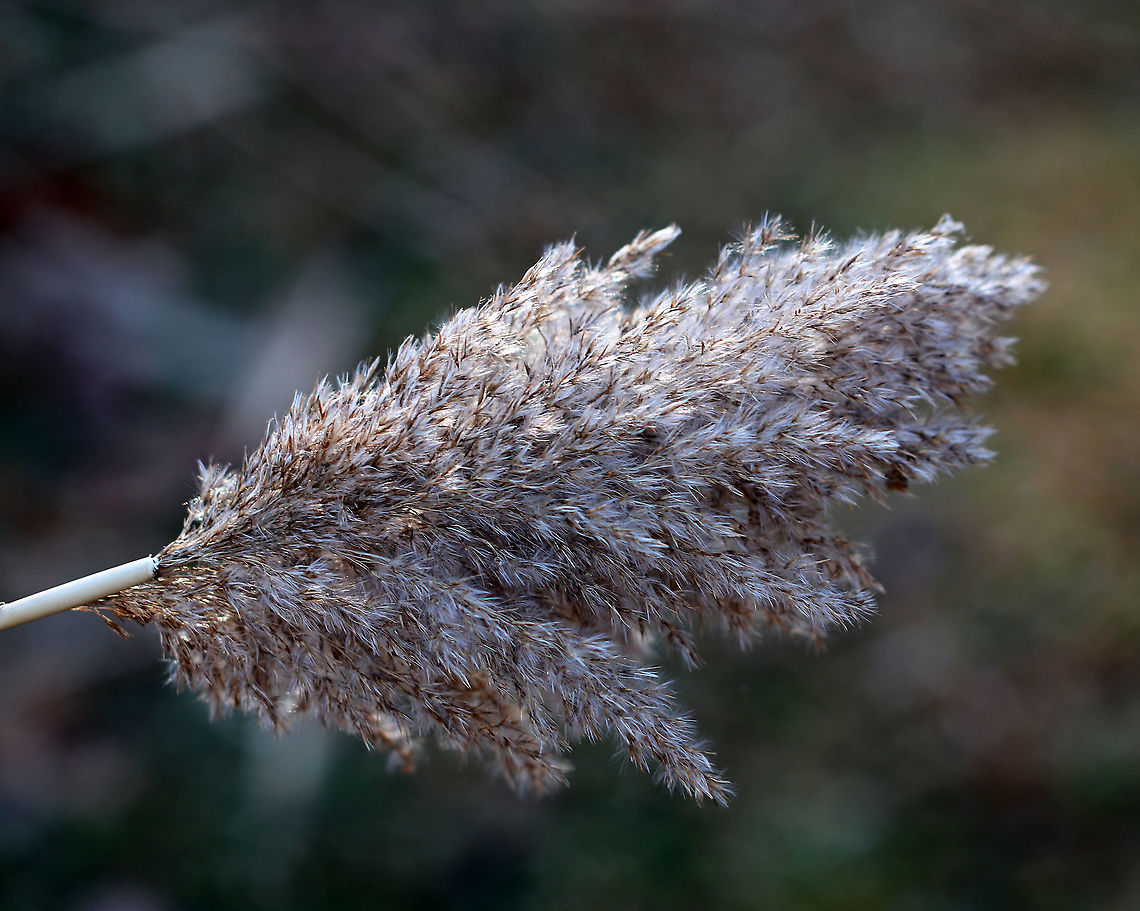 Common Reed - Phragmites americanus Phragmites americanus is a wetland grass with a feathery plume at the tip of a tall, leafy stem. Originally, it was classified as a subspecies of Phragmites australis. This photo shows what it looks like when dry/in winter. When young it is purplish:<br />
<figure class="photo"><a href="https://www.jungledragon.com/image/83483/common_reed_-_phragmites_americanus.html" title="Common Reed - Phragmites americanus"><img src="https://s3.amazonaws.com/media.jungledragon.com/images/3232/83483_thumb.jpg?AWSAccessKeyId=05GMT0V3GWVNE7GGM1R2&Expires=1769040010&Signature=M%2FmOtrOjAWJ1A6ynNa71xBL0qts%3D" width="200" height="134" alt="Common Reed - Phragmites americanus Phragmites americanus is a wetland grass with a feathery plume at the tip of a tall, leafy stem.  Originally, it was classified as a subspecies of Phragmites australis. <br />
<br />
Habitat: Pond edge<br />
https://www.jungledragon.com/image/83484/common_reed_-_phragmites_americanus.html Common reed,Geotagged,Phragmites americanus,Phragmites australis,Phragmites australis subsp. americanus,Summer,United States,phragmites,reed,reed grass,wetland grass" /></a></figure><br />
<br />
Habitat: Pond edge Geotagged,Phragmites americanus,United States,Winter,phragmites,reed