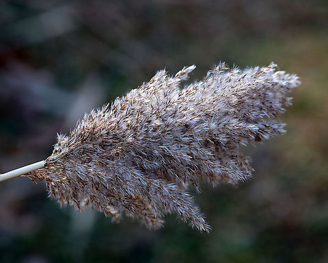 Common Reed - Phragmites americanus Phragmites americanus is a wetland grass with a feathery plume at the tip of a tall, leafy stem. Originally, it was classified as a subspecies of Phragmites australis. This photo shows what it looks like when dry/in winter. When young it is purplish:
https://www.jungledragon.com/image/83483/common_reed_-_phragmites_americanus.html

Habitat: Pond edge Geotagged,Phragmites americanus,United States,Winter,phragmites,reed