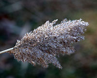 Common Reed - Phragmites americanus Phragmites americanus is a wetland grass with a feathery plume at the tip of a tall, leafy stem. Originally, it was classified as a subspecies of Phragmites australis. This photo shows what it looks like when dry/in winter. When young it is purplish:<br />
https://www.jungledragon.com/image/83483/common_reed_-_phragmites_americanus.html<br />
<br />
Habitat: Pond edge Geotagged,Phragmites americanus,United States,Winter,phragmites,reed