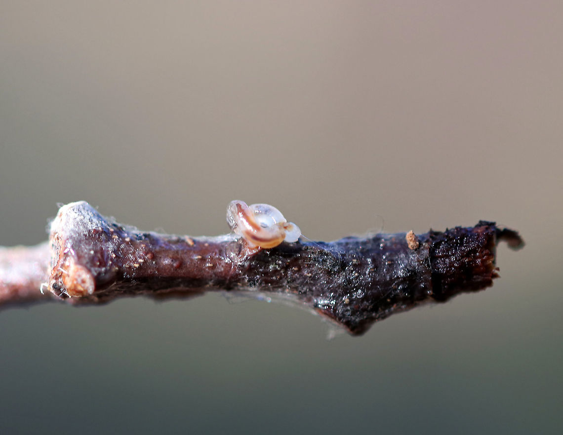 Unidentified Larva - Diptera? I found this little squirmy fella under a log in a mixed forest. It was anchored to a stick with silk. It was mostly translucent with a reddish "stripe", which may have just been the digestive tract. It also *may* have had some headgear, but I didn't get a good look because as soon as I touched it, it curled up in the position seen in this photo. It clearly didn't like me, so I snapped a couple shots and put it back under the log.<br />
<br />
I suspect that it could be a nematode. Or, perhaps a fungus gnat larva (Mycetophilidae) because of the silk attaching it to the stick. Maybe a planarian as well.<br />
<br />
Habitat: Mixed forest<br />
<figure class="photo"><a href="https://www.jungledragon.com/image/88853/unidentified_larva_-_diptera.html" title="Unidentified Larva - Diptera"><img src="https://s3.amazonaws.com/media.jungledragon.com/images/3232/88853_thumb.jpg?AWSAccessKeyId=05GMT0V3GWVNE7GGM1R2&Expires=1769040010&Signature=rms7D3NMCYk7D4xEe7dy1Z0axlM%3D" width="200" height="148" alt="Unidentified Larva - Diptera *I think this is the head end<br />
<br />
I found this little squirmy fella under a log in a mixed forest. It was anchored to a stick with silk. It was mostly translucent with a reddish "stripe", which may have just been the digestive tract. It also *may* have had some headgear, but I didn't get a good look because as soon as I touched it, it curled up in the position seen in this photo. It clearly didn't like me, so I snapped a couple shots and put it back under the log.<br />
<br />
I suspect that it could be a nematode. Or, perhaps a fungus gnat larva (Mycetophilidae) because of the silk attaching it to the stick. Maybe a planarian as well.<br />
<br />
Habitat: Mixed forest<br />
https://www.jungledragon.com/image/88852/unidentified_creature.html Geotagged,United States,Winter,diptera,larva" /></a></figure> Geotagged,United States,Winter,diptera,larva