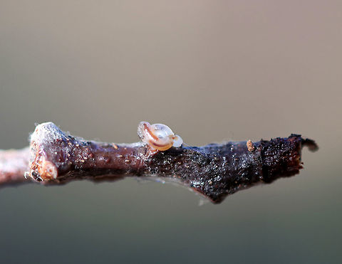 Unidentified Larva - Diptera? I found this little squirmy fella under a log in a mixed forest. It was anchored to a stick with silk. It was mostly translucent with a reddish "stripe", which may have just been the digestive tract. It also *may* have had some headgear, but I didn't get a good look because as soon as I touched it, it curled up in the position seen in this photo. It clearly didn't like me, so I snapped a couple shots and put it back under the log.

I suspect that it could be a nematode. Or, perhaps a fungus gnat larva (Mycetophilidae) because of the silk attaching it to the stick. Maybe a planarian as well.

Habitat: Mixed forest
https://www.jungledragon.com/image/88853/unidentified_creature.html Geotagged,United States,Winter,diptera,larva
