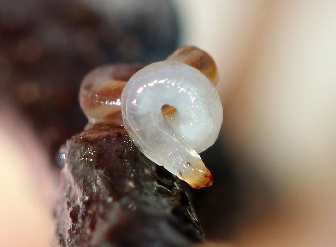 Unidentified Larva - Diptera *I think this is the head end<br />
<br />
I found this little squirmy fella under a log in a mixed forest. It was anchored to a stick with silk. It was mostly translucent with a reddish "stripe", which may have just been the digestive tract. It also *may* have had some headgear, but I didn't get a good look because as soon as I touched it, it curled up in the position seen in this photo. It clearly didn't like me, so I snapped a couple shots and put it back under the log.<br />
<br />
I suspect that it could be a nematode. Or, perhaps a fungus gnat larva (Mycetophilidae) because of the silk attaching it to the stick. Maybe a planarian as well.<br />
<br />
Habitat: Mixed forest<br />
<figure class="photo"><a href="https://www.jungledragon.com/image/88852/unidentified_larva_-_diptera.html" title="Unidentified Larva - Diptera?"><img src="https://s3.amazonaws.com/media.jungledragon.com/images/3232/88852_thumb.jpg?AWSAccessKeyId=05GMT0V3GWVNE7GGM1R2&Expires=1765411210&Signature=ltBXaJy8H%2BN6rpB6TqnSYJ%2BiJog%3D" width="200" height="156" alt="Unidentified Larva - Diptera? I found this little squirmy fella under a log in a mixed forest. It was anchored to a stick with silk. It was mostly translucent with a reddish "stripe", which may have just been the digestive tract. It also *may* have had some headgear, but I didn't get a good look because as soon as I touched it, it curled up in the position seen in this photo. It clearly didn't like me, so I snapped a couple shots and put it back under the log.<br />
<br />
I suspect that it could be a nematode. Or, perhaps a fungus gnat larva (Mycetophilidae) because of the silk attaching it to the stick. Maybe a planarian as well.<br />
<br />
Habitat: Mixed forest<br />
https://www.jungledragon.com/image/88853/unidentified_creature.html Geotagged,United States,Winter,diptera,larva" /></a></figure> Geotagged,United States,Winter,diptera,larva