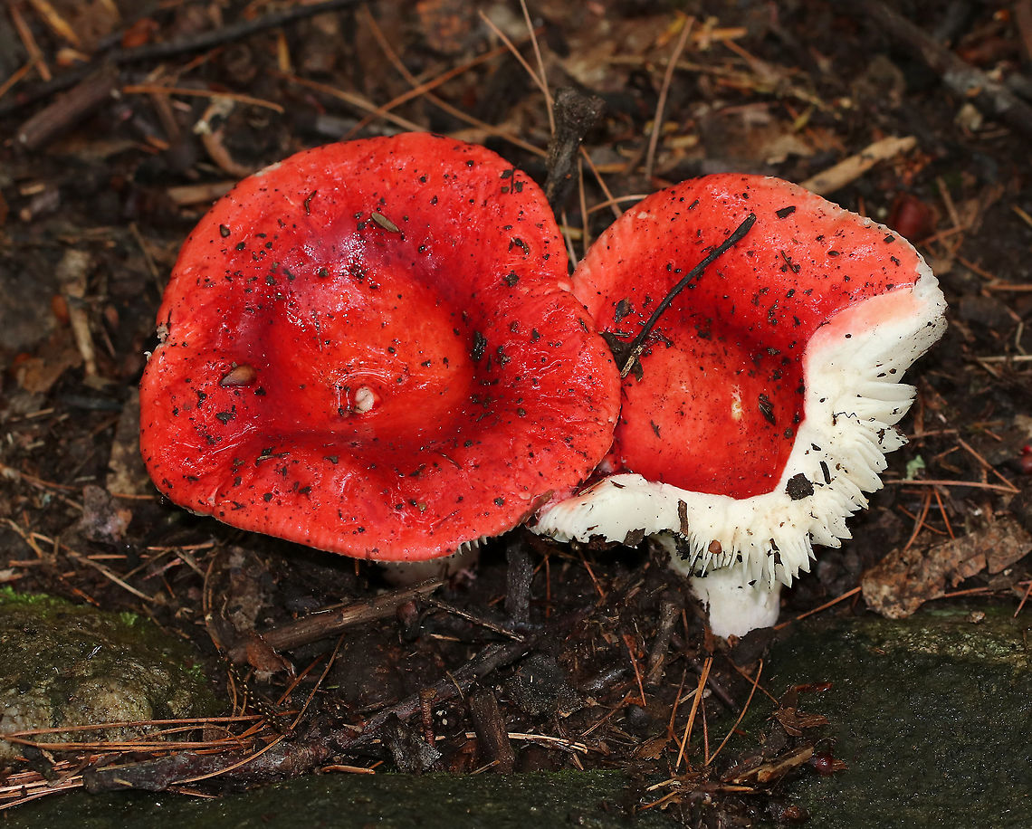 Russula silvicola Red, broadly convex caps that had sunken centers. The caps were bright red and about 7-8 cm diameter. Gills were white and close. Stipe was white.<br />
<br />
Habitat: Growing on the ground in a mixed forest Geotagged,Russula silvicola,Summer,United States,fungus,mushroom,red,red mushroom,russula