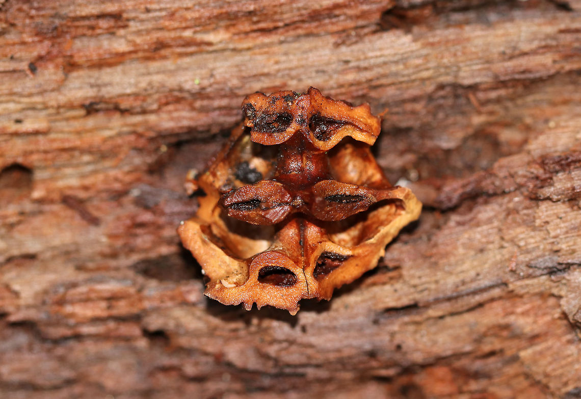 Black Walnut (Juglans nigra) Black walnut trees are abundant in the northeastern US. As an allelopathic species, it releases chemicals that give the black walnut an advantage while harming other plants. <br />
<br />
Black walnut is edible for animals and humans. You can also tap the trees to get syrup. And, the wood is really popular for wood-working.  This nut was likely eaten by a gray squirrel.<br />
<br />
Habitat: Deciduous forest Eastern black walnut,Geotagged,Juglans nigra,United States,Winter,juglans,walnut