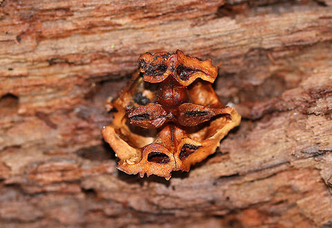 Black Walnut (Juglans nigra) Black walnut trees are abundant in the northeastern US. As an allelopathic species, it releases chemicals that give the black walnut an advantage while harming other plants. 

Black walnut is edible for animals and humans. You can also tap the trees to get syrup. And, the wood is really popular for wood-working.  This nut was likely eaten by a gray squirrel.

Habitat: Deciduous forest Eastern black walnut,Geotagged,Juglans nigra,United States,Winter,juglans,walnut