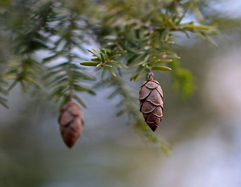 Eastern Hemlock
