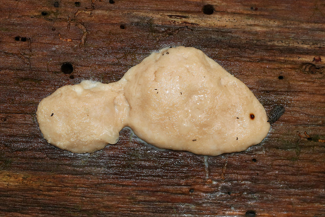 Slime mold? I think this is a slime mold and am seeking help with the ID. It was very squishy and soggy/slimy. And, note the little leopard slug (Limax maximus) snacking on it (right side).<br />
<br />
Habitat: Decorticated wood in a deciduous forest Geotagged,Summer,United States
