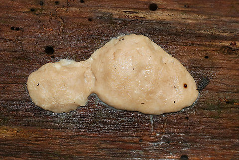 Slime mold? I think this is a slime mold and am seeking help with the ID. It was very squishy and soggy/slimy. And, note the little leopard slug (Limax maximus) snacking on it (right side).

Habitat: Decorticated wood in a deciduous forest Geotagged,Summer,United States