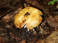 Mushroom - Russula sp.? Cap: Yellowish tan; wet; darker spots/bruising<br />
Gills: Close; white/cream-colored with lots of darker bruising; covered in droplets<br />
Stem: White with brownish spots/bruising; slightly enlarged near base<br />
Habitat: Growing on the ground in a deciduous forest<br />
https://www.jungledragon.com/image/88902/mushroom_-_russula_sp.html<br />
https://www.jungledragon.com/image/88901/mushroom_-_russula_sp.html Geotagged,Summer,United States,fungus,mushroom,russula