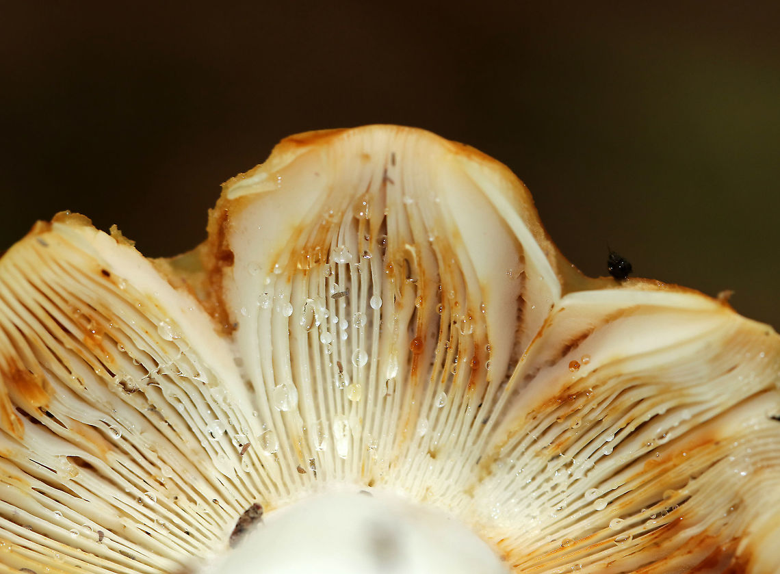 Mushroom - Russula sp.? Cap: Yellowish tan; wet; darker spots/bruising<br />
Gills: Close; white/cream-colored with lots of darker bruising; covered in droplets<br />
Stem: White with brownish spots/bruising; slightly enlarged near base<br />
Habitat: Growing on the ground in a deciduous forest<br />
<figure class="photo"><a href="https://www.jungledragon.com/image/88900/mushroom_-_russula_sp.html" title="Mushroom - Russula sp.?"><img src="https://s3.amazonaws.com/media.jungledragon.com/images/3232/88900_thumb.jpg?AWSAccessKeyId=05GMT0V3GWVNE7GGM1R2&Expires=1769040010&Signature=%2FDRHWzQGWhmeJpboDqS1pnKYI7E%3D" width="200" height="150" alt="Mushroom - Russula sp.? Cap: Yellowish tan; wet; darker spots/bruising<br />
Gills: Close; white/cream-colored with lots of darker bruising; covered in droplets<br />
Stem: White with brownish spots/bruising; slightly enlarged near base<br />
Habitat: Growing on the ground in a deciduous forest<br />
https://www.jungledragon.com/image/88902/mushroom_-_russula_sp.html<br />
https://www.jungledragon.com/image/88901/mushroom_-_russula_sp.html Geotagged,Summer,United States,fungus,mushroom,russula" /></a></figure><br />
<figure class="photo"><a href="https://www.jungledragon.com/image/88902/mushroom_-_russula_sp.html" title="Mushroom - Russula sp.?"><img src="https://s3.amazonaws.com/media.jungledragon.com/images/3232/88902_thumb.jpg?AWSAccessKeyId=05GMT0V3GWVNE7GGM1R2&Expires=1769040010&Signature=xNDlcpLn8qhhCEdkXYXNbrKsIgo%3D" width="200" height="134" alt="Mushroom - Russula sp.? Cap: Yellowish tan; wet; darker spots/bruising<br />
Gills: Close; white/cream-colored with lots of darker bruising; covered in droplets<br />
Stem: White with brownish spots/bruising; slightly enlarged near base<br />
Habitat: Growing on the ground in a deciduous forest<br />
https://www.jungledragon.com/image/88900/mushroom_-_russula_sp.html<br />
https://www.jungledragon.com/image/88901/mushroom_-_russula_sp.html Geotagged,Summer,United States" /></a></figure> Geotagged,Summer,United States