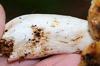 Mushroom - Russula sp.? Cap: Yellowish tan; wet; darker spots/bruising<br />
Gills: Close; white/cream-colored with lots of darker bruising; covered in droplets<br />
Stem: White with brownish spots/bruising; slightly enlarged near base<br />
Habitat: Growing on the ground in a deciduous forest<br />
https://www.jungledragon.com/image/88900/mushroom_-_russula_sp.html<br />
https://www.jungledragon.com/image/88901/mushroom_-_russula_sp.html Geotagged,Summer,United States