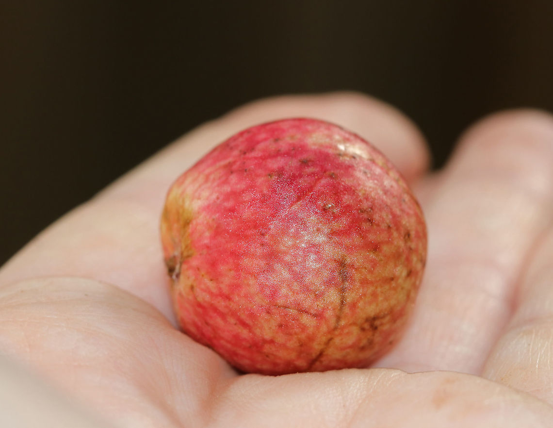 Acorn Plum Gall - Amphibolips sp. Habitat: Found detached and on the ground in a deciduous forest Geotagged,Summer,United States,acorn plum gall,amphibolips,gall