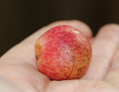 Acorn Plum Gall - Amphibolips sp. Habitat: Found detached and on the ground in a deciduous forest Geotagged,Summer,United States,acorn plum gall,amphibolips,gall