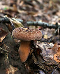 Corrugated-cap Milky - Lactifluus corrugis Cap: Felty; depressed center; brownish; very wrinkled<br />
Gills: Attached; close; frequent short gills; buff/pale orange; copious white milk<br />
Stem: Equal; similar, but more pale in color than cap; base was white<br />
Habitat: Growing under oak<br />
https://www.jungledragon.com/image/88905/corrugated-cap_milky_-_lactifluus_corrugis.html Corrugated-cap milky,Geotagged,Lactifluus,Lactifluus corrugis,Summer,United States,mushroom