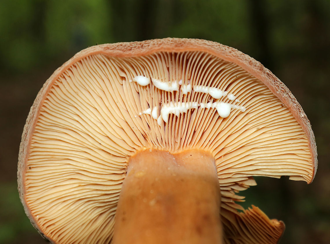 Corrugated-cap Milky - Lactifluus corrugis Cap: Felty; depressed center; brownish; very wrinkled<br />
Gills: Attached; close; frequent short gills; buff/pale orange; copious white milk<br />
Stem: Equal; similar, but more pale in color than cap; base was white<br />
Habitat: Growing under oak<br />
<figure class="photo"><a href="https://www.jungledragon.com/image/88904/corrugated-cap_milky_-_lactifluus_corrugis.html" title="Corrugated-cap Milky - Lactifluus corrugis"><img src="https://s3.amazonaws.com/media.jungledragon.com/images/3232/88904_thumb.jpg?AWSAccessKeyId=05GMT0V3GWVNE7GGM1R2&Expires=1759968010&Signature=V4RIH9jT%2BBoxm0AwPVi2gSaIfIU%3D" width="124" height="152" alt="Corrugated-cap Milky - Lactifluus corrugis Cap: Felty; depressed center; brownish; very wrinkled<br />
Gills: Attached; close; frequent short gills; buff/pale orange; copious white milk<br />
Stem: Equal; similar, but more pale in color than cap; base was white<br />
Habitat: Growing under oak<br />
https://www.jungledragon.com/image/88905/corrugated-cap_milky_-_lactifluus_corrugis.html Corrugated-cap milky,Geotagged,Lactifluus,Lactifluus corrugis,Summer,United States,mushroom" /></a></figure> Corrugated-cap milky,Geotagged,Lactifluus corrugis,Summer,United States