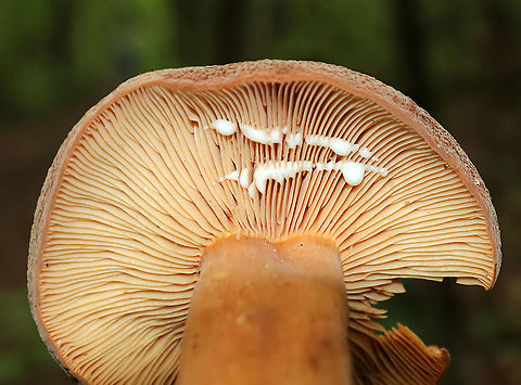 Corrugated-cap Milky - Lactifluus corrugis Cap: Felty; depressed center; brownish; very wrinkled
Gills: Attached; close; frequent short gills; buff/pale orange; copious white milk
Stem: Equal; similar, but more pale in color than cap; base was white
Habitat: Growing under oak
https://www.jungledragon.com/image/88904/corrugated-cap_milky_-_lactifluus_corrugis.html Corrugated-cap milky,Geotagged,Lactifluus corrugis,Summer,United States