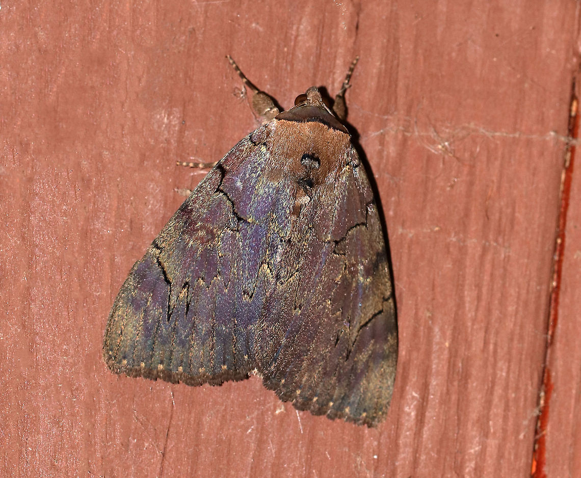 Darling Underwing - Catocala cara WS: 80 mm. Violet brown FW sprinkled with greenish scales along jagged, black lines. HW is bright pink with black bands. Hosts: Poplar and willow.<br />
<br />
Habitat: Spotted resting in a bird blind on the edge of a pond in a deciduous forest<br />
<br />
*I erased some dead bugs that were on the left side of the photo using photoshop. Can you tell?<br />
 Catocala cara,Darling underwing,Geotagged,Summer,United States,catocala,moth