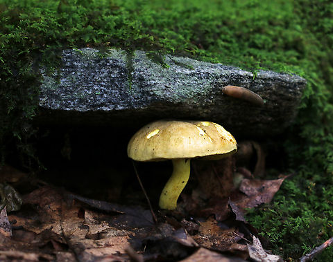 Ornate-stalked Bolete - Retiboletus ornatipes Cap was pale yellow-tannish, rough, and slightly lumpy. Flesh was pale yellow. Pores were bright yellow and round. They got mushy when touched, but didn't really bruise much. Yellow, reticulate stipe that tapered at the base. Basal mycelium was pale yellowish. 

Habitat: Growing alone near oak Geotagged,Ornate-stalked bolete,Retiboletus ornatipes,Summer,United States,bolete,fungus,mushroom,yellow mushroom
