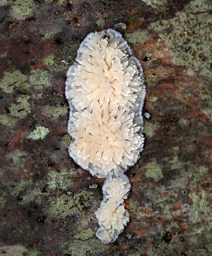 Tooth Fungus -Radulomyces paumanokensis Habitat: Growing on hardwood in a deciduous forest<br />
<figure class="photo"><a href="https://www.jungledragon.com/image/88927/tooth_fungus_-_radulomyces_paumanokensis.html" title="Tooth Fungus - Radulomyces paumanokensis"><img src="https://s3.amazonaws.com/media.jungledragon.com/images/3232/88927_thumb.jpg?AWSAccessKeyId=05GMT0V3GWVNE7GGM1R2&Expires=1759968010&Signature=SDQBEKUtL0%2F2OhaOxA0lqJEREW8%3D" width="200" height="154" alt="Tooth Fungus - Radulomyces paumanokensis Habitat: Growing on hardwood in a deciduous forest<br />
https://www.jungledragon.com/image/88926/tooth_fungus.html Geotagged,Radulomyces paumanokensis,Summer,United States" /></a></figure> Geotagged,Radulomyces paumanokensis,Summer,United States,fungus,tooth fungus