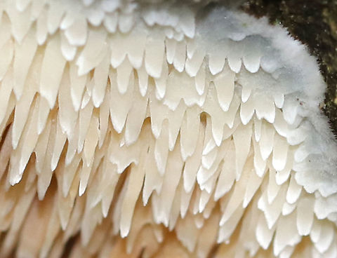 Tooth Fungus - Radulomyces paumanokensis Habitat: Growing on hardwood in a deciduous forest
https://www.jungledragon.com/image/88926/tooth_fungus.html Geotagged,Radulomyces paumanokensis,Summer,United States