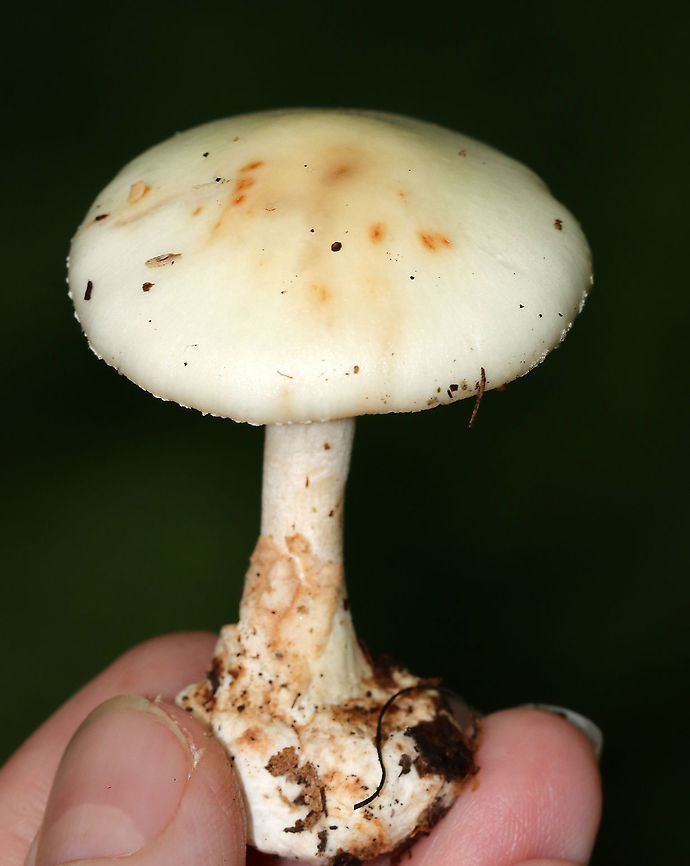 Amanita aestivalis or Amanita brunnescens (Pale-capped version) Cap: White with some brownish spots; nearly flat with a small central bump<br />
Gills: White; close;short gills present; partly covered with the veil<br />
Stipe: white; equal; bulbous base covered in volva<br />
Habitat: Growing on the ground in a deciduous forest<br />
<figure class="photo"><a href="https://www.jungledragon.com/image/88930/amanita_aestivalis_or_amanita_brunnescens_pale-capped_version.html" title="Amanita aestivalis or Amanita brunnescens (Pale-capped version)"><img src="https://s3.amazonaws.com/media.jungledragon.com/images/3232/88930_thumb.jpg?AWSAccessKeyId=05GMT0V3GWVNE7GGM1R2&Expires=1769040010&Signature=eitusxMf9VpQsXGoWNAXVh4EzdE%3D" width="130" height="152" alt="Amanita aestivalis or Amanita brunnescens (Pale-capped version) Cap: White with some brownish spots; nearly flat with a small central bump<br />
Gills: White; close;short gills present; partly covered with the veil<br />
Stipe: white; equal; bulbous base covered in volva<br />
Habitat: Growing on the ground in a deciduous forest<br />
https://www.jungledragon.com/image/88928/amanita_aestivalis_or_amanita_brunnescens_pale-capped_version.html<br />
https://www.jungledragon.com/image/88929/amanita_aestivalis_or_amanita_brunnescens_pale-capped_version.html Geotagged,Summer,United States" /></a></figure><br />
<figure class="photo"><a href="https://www.jungledragon.com/image/88929/amanita_aestivalis_or_amanita_brunnescens_pale-capped_version.html" title="Amanita aestivalis or Amanita brunnescens (Pale-capped version)"><img src="https://s3.amazonaws.com/media.jungledragon.com/images/3232/88929_thumb.jpg?AWSAccessKeyId=05GMT0V3GWVNE7GGM1R2&Expires=1769040010&Signature=0QwCZPdMW1uUtyVOPJLd78r%2BNPo%3D" width="200" height="166" alt="Amanita aestivalis or Amanita brunnescens (Pale-capped version) Cap: White with some brownish spots; nearly flat with a small central bump<br />
Gills: White; close;short gills present; partly covered with the veil<br />
Stipe: white; equal; bulbous base covered in volva<br />
Habitat: Growing on the ground in a deciduous forest<br />
https://www.jungledragon.com/image/88928/amanita_aestivalis_or_amanita_brunnescens_pale-capped_version.html<br />
https://www.jungledragon.com/image/88930/amanita_aestivalis_or_amanita_brunnescens_pale-capped_version.html Amanita aestivalis,Amanita brunnescens,Geotagged,Summer,United States,amanita,fungus,mushroom" /></a></figure> Amanita brunnescens,Brown star-footed Amanita,Geotagged,Summer,United States