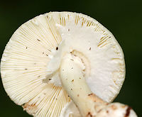 Amanita aestivalis or Amanita brunnescens (Pale-capped version) Cap: White with some brownish spots; nearly flat with a small central bump<br />
Gills: White; close;short gills present; partly covered with the veil<br />
Stipe: white; equal; bulbous base covered in volva<br />
Habitat: Growing on the ground in a deciduous forest<br />
https://www.jungledragon.com/image/88928/amanita_aestivalis_or_amanita_brunnescens_pale-capped_version.html<br />
https://www.jungledragon.com/image/88930/amanita_aestivalis_or_amanita_brunnescens_pale-capped_version.html Amanita aestivalis,Amanita brunnescens,Geotagged,Summer,United States,amanita,fungus,mushroom