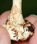 Amanita aestivalis or Amanita brunnescens (Pale-capped version) Cap: White with some brownish spots; nearly flat with a small central bump<br />
Gills: White; close;short gills present; partly covered with the veil<br />
Stipe: white; equal; bulbous base covered in volva<br />
Habitat: Growing on the ground in a deciduous forest<br />
https://www.jungledragon.com/image/88928/amanita_aestivalis_or_amanita_brunnescens_pale-capped_version.html<br />
https://www.jungledragon.com/image/88929/amanita_aestivalis_or_amanita_brunnescens_pale-capped_version.html Geotagged,Summer,United States