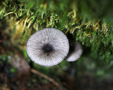 Entoloma serrulatum? Cap: Flat with slightly sunken, dark center; lined
Gills: Close; frequent short gills; white with pinkish brown spores; wavy
Stipe: black; fragile
Habitat: Growing in moss in a mixed forest
https://www.jungledragon.com/image/88932/entoloma_serrulatum.html Geotagged,Summer,United States,entoloma,fungus,leptonia,mushroom