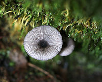 Entoloma serrulatum? Cap: Flat with slightly sunken, dark center; lined<br />
Gills: Close; frequent short gills; white with pinkish brown spores; wavy<br />
Stipe: black; fragile<br />
Habitat: Growing in moss in a mixed forest<br />
https://www.jungledragon.com/image/88932/entoloma_serrulatum.html Geotagged,Summer,United States,entoloma,fungus,leptonia,mushroom